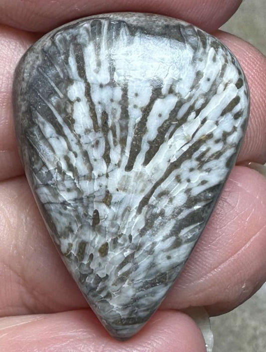 Teardrop 28x20mm Black Fossil Coral Cabochon 31