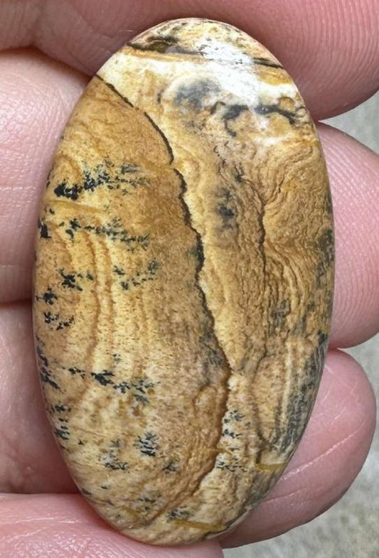 Oval 33x18mm Picture Jasper Cabochon 21