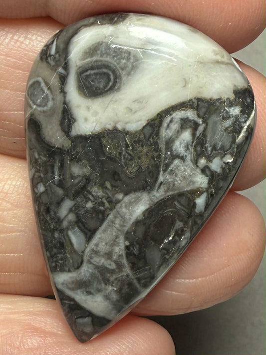 Teardrop 37x24mm Orthoceras Fossil Cabochon 03