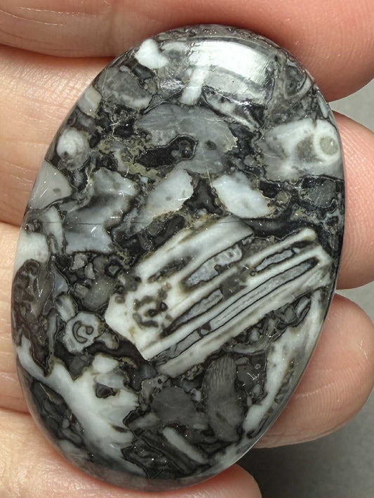 Oval 42x27mm Orthoceras Fossil Cabochon 05