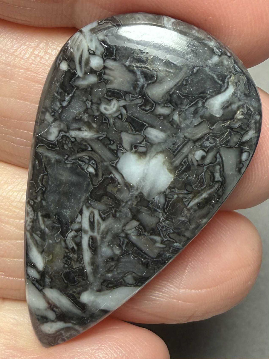 Teardrop 41x24mm Orthoceras Fossil Cabochon 09