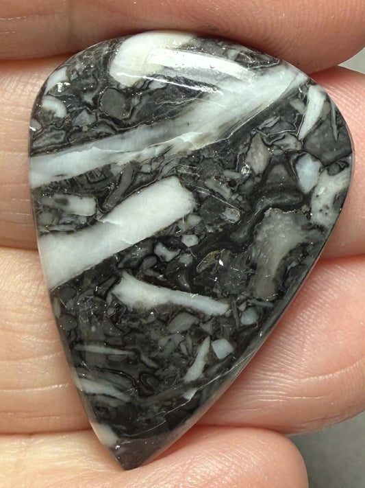 Teardrop 34x24mm Orthoceras Fossil Cabochon 12