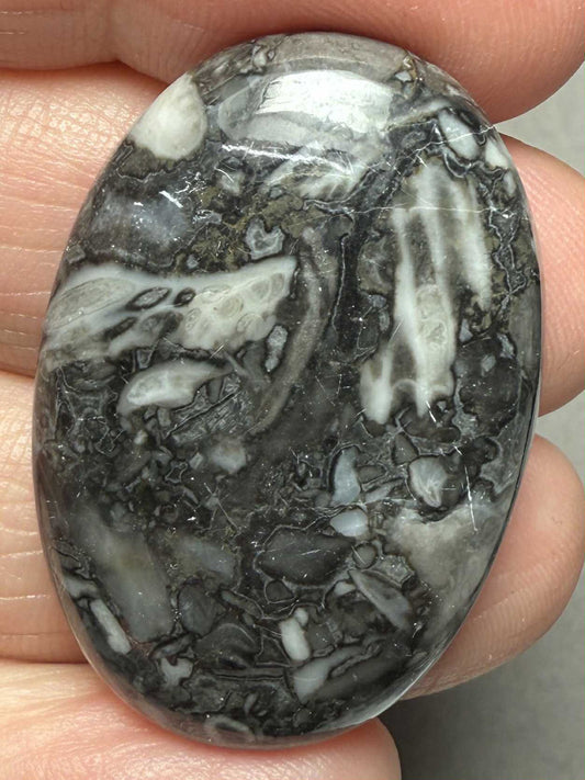 Oval 36x24mm Orthoceras Fossil Cabochon 14
