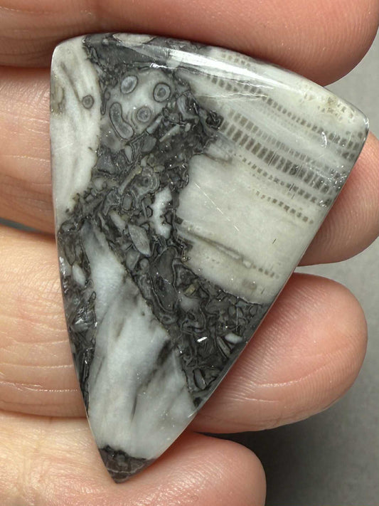 Freeform 42x28mm Orthoceras Fossil Cabochon 16