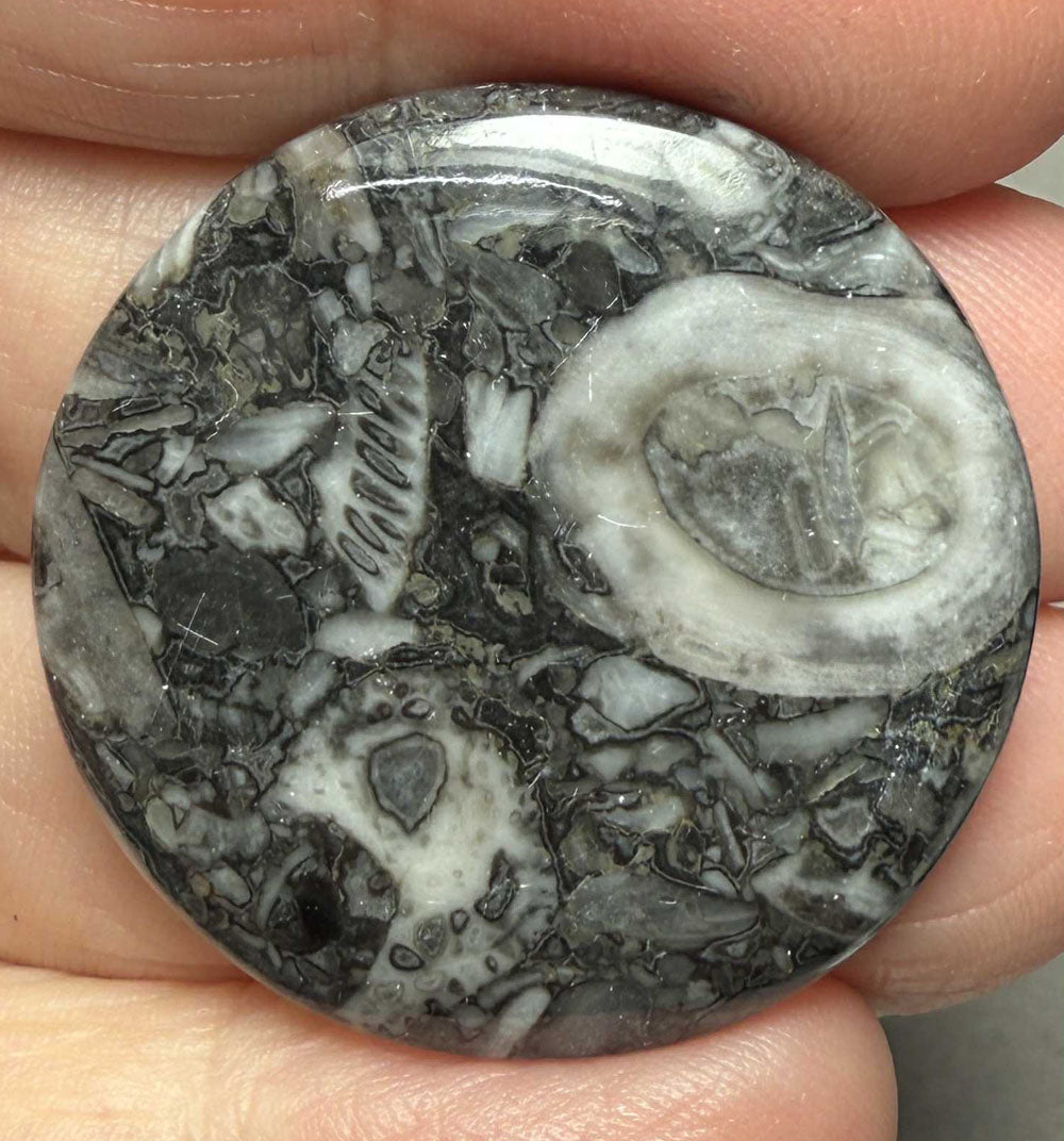 Round 32x32mm Orthoceras Fossil Cabochon 18