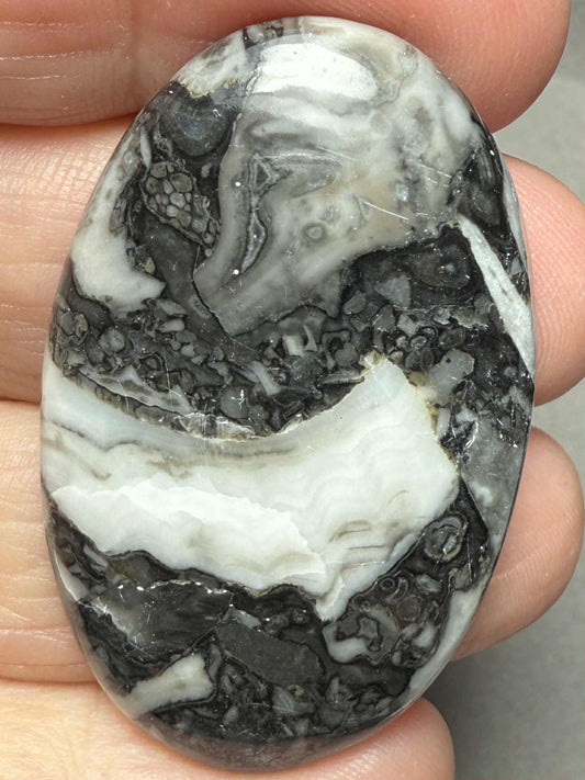 Oval 43x27mm Orthoceras Fossil Cabochon 25