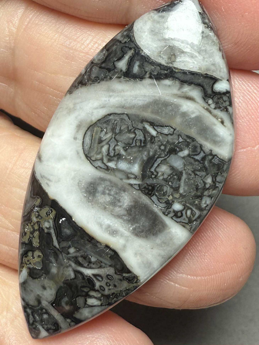 Freeform 51x24mm Orthoceras Fossil Cabochon 26