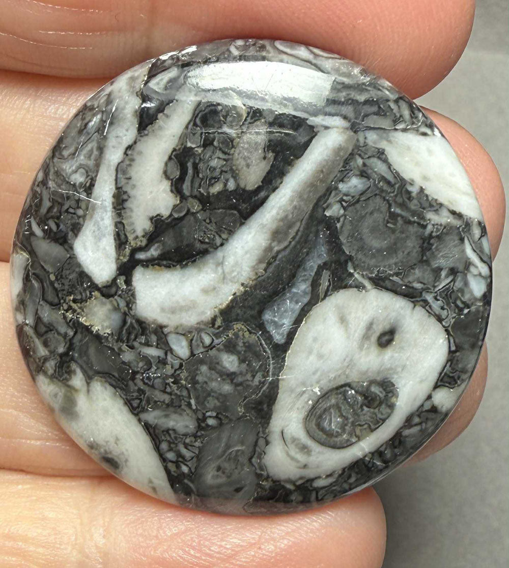 Round 35x35mm Orthoceras Fossil Cabochon 29