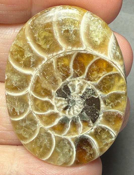 Oval 39x30mm Ammonite Flat Polished Back Cabochon 29