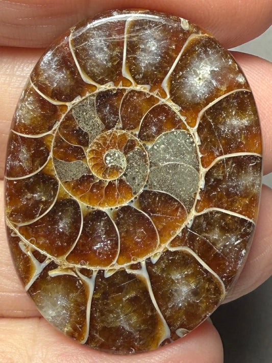 Oval 39x29mm Ammonite Flat Polished Back Cabochon 32