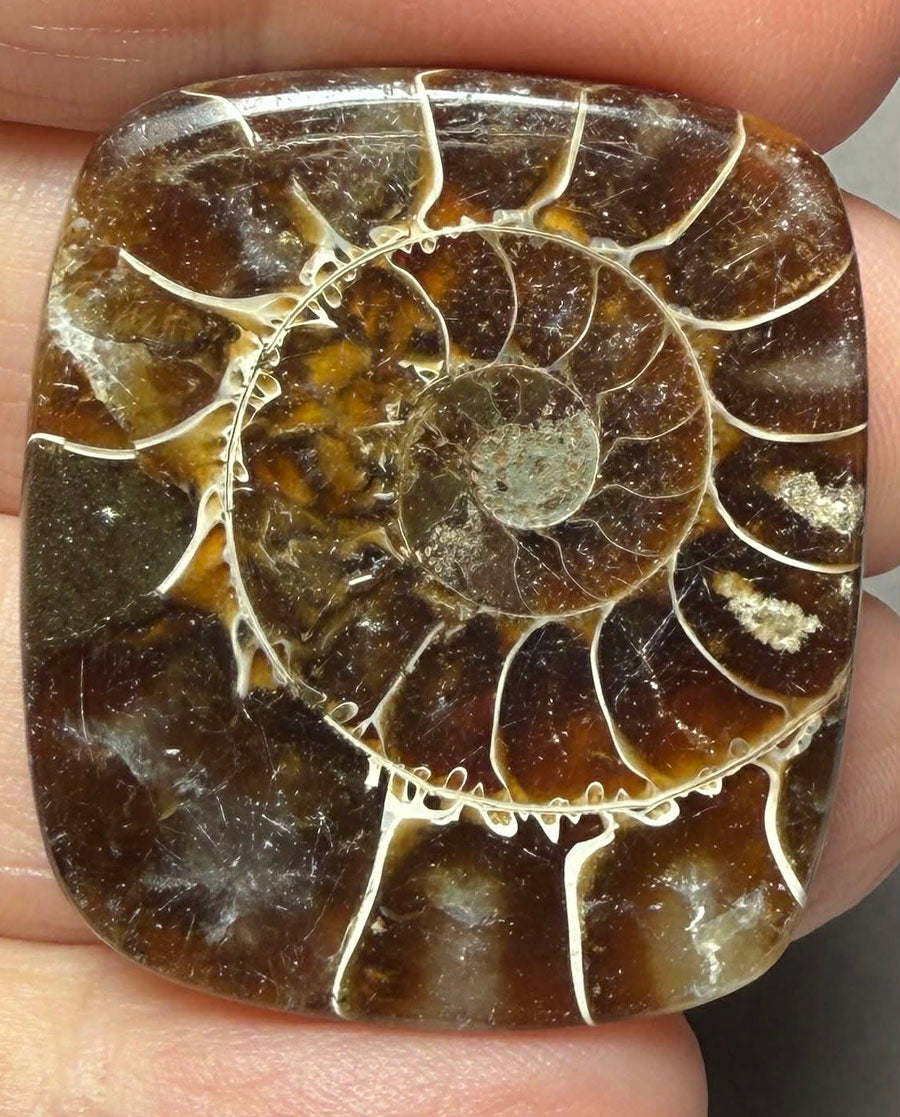 Rectangle 34x30mm Ammonite Flat Polished Back Cabochon 34