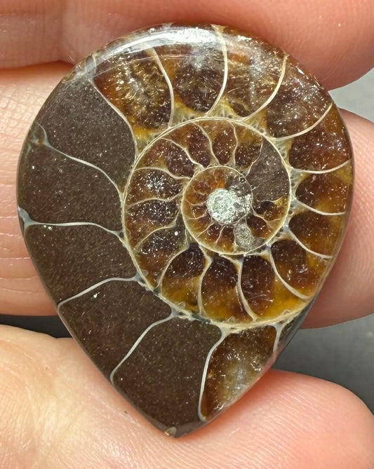 Teardrop 28x23mm Ammonite Flat Polished Back Cabochon 35