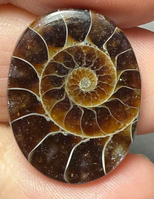 Oval 25x19mm Ammonite Flat Polished Back Cabochon 36