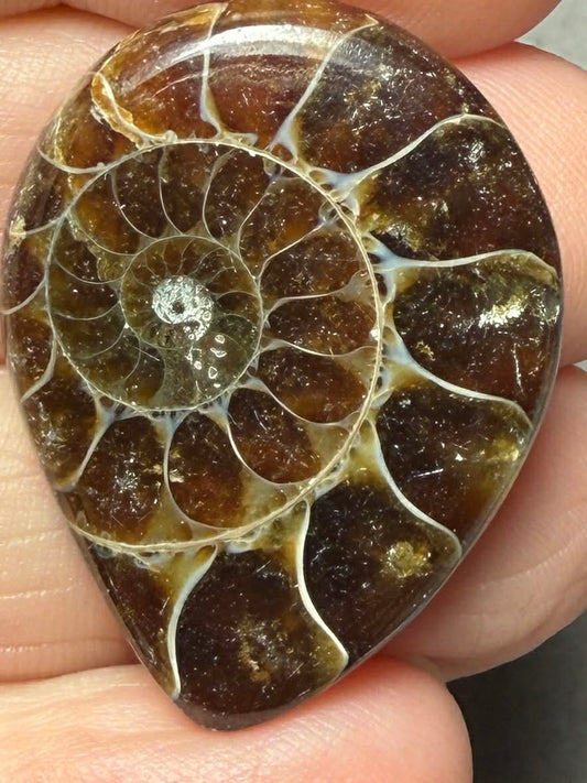 Teardrop 31x24mm Ammonite Flat Polished Back Cabochon 38