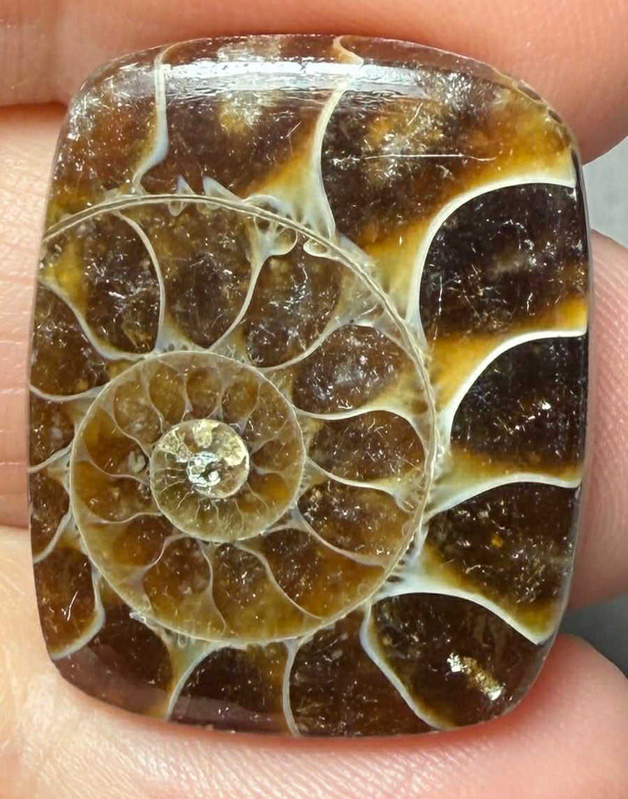 Rectangle 26x21mm Ammonite Flat Polished Back Cabochon 39