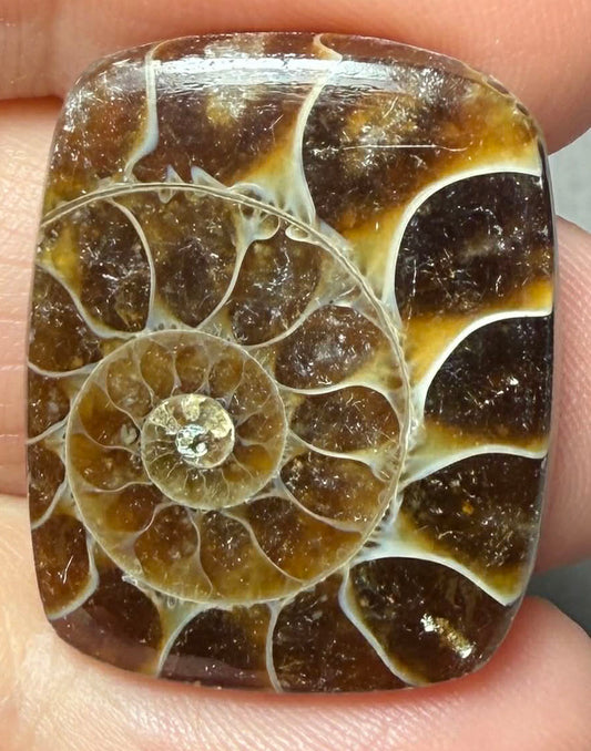 Rectangle 26x21mm Ammonite Flat Polished Back Cabochon 39