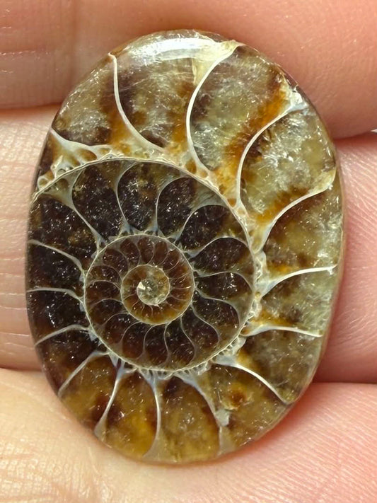 Oval 26x19mm Ammonite Flat Polished Back Cabochon 41