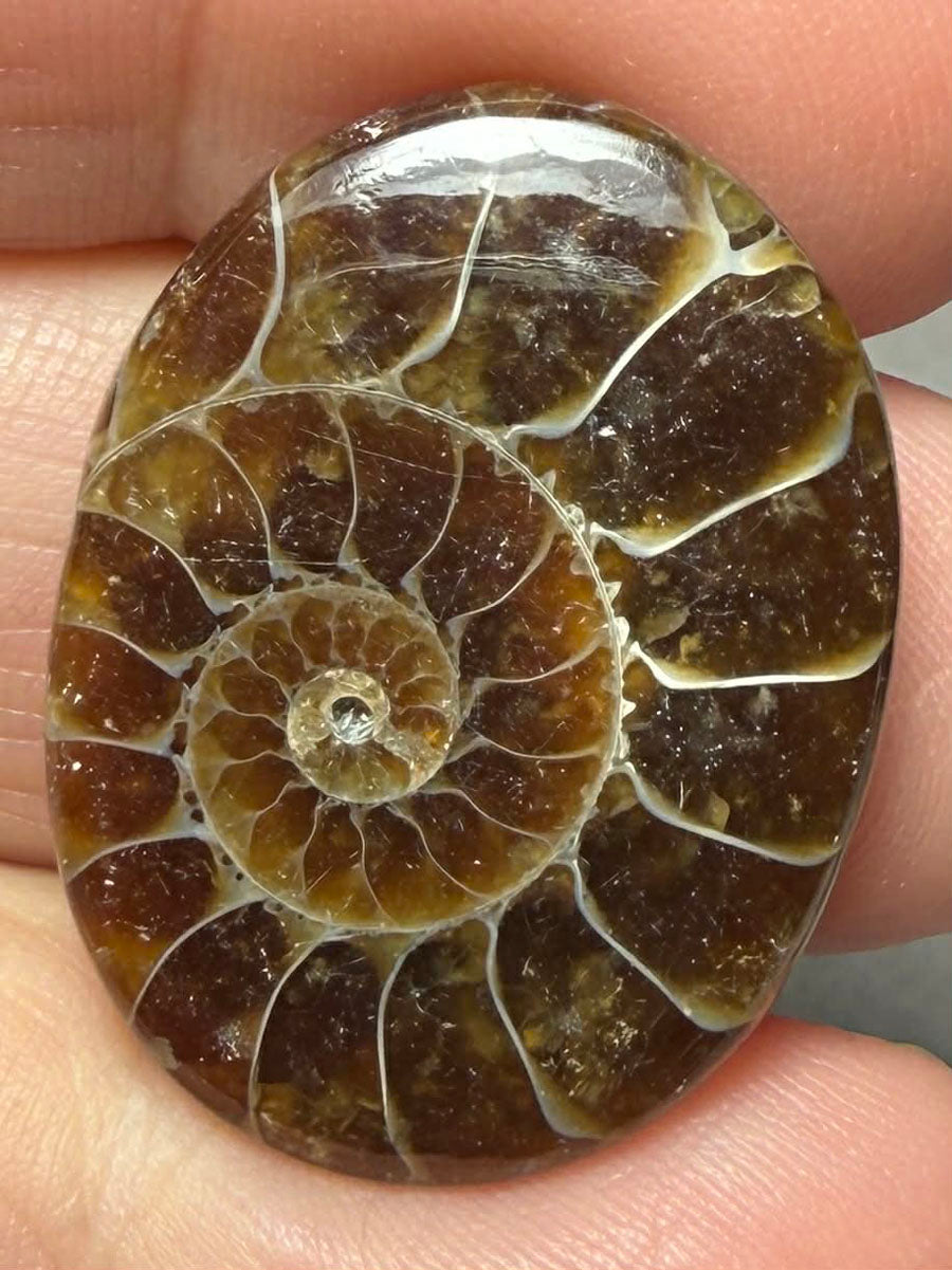 Oval 28x21mm Ammonite Flat Polished Back Cabochon 42
