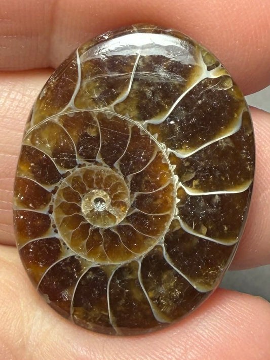 Oval 28x21mm Ammonite Flat Polished Back Cabochon 42