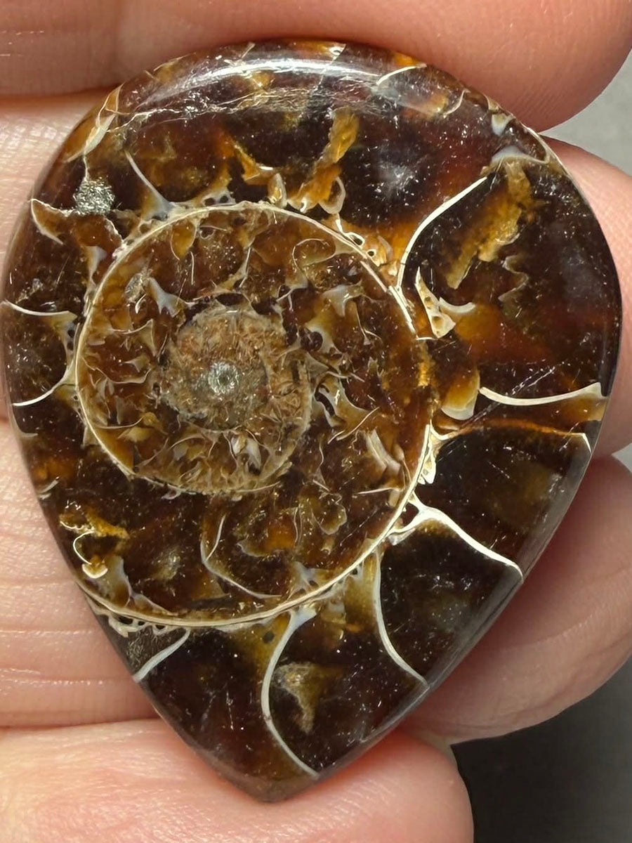 Teardrop 35x28mm Ammonite Flat Polished Back Cabochon 43