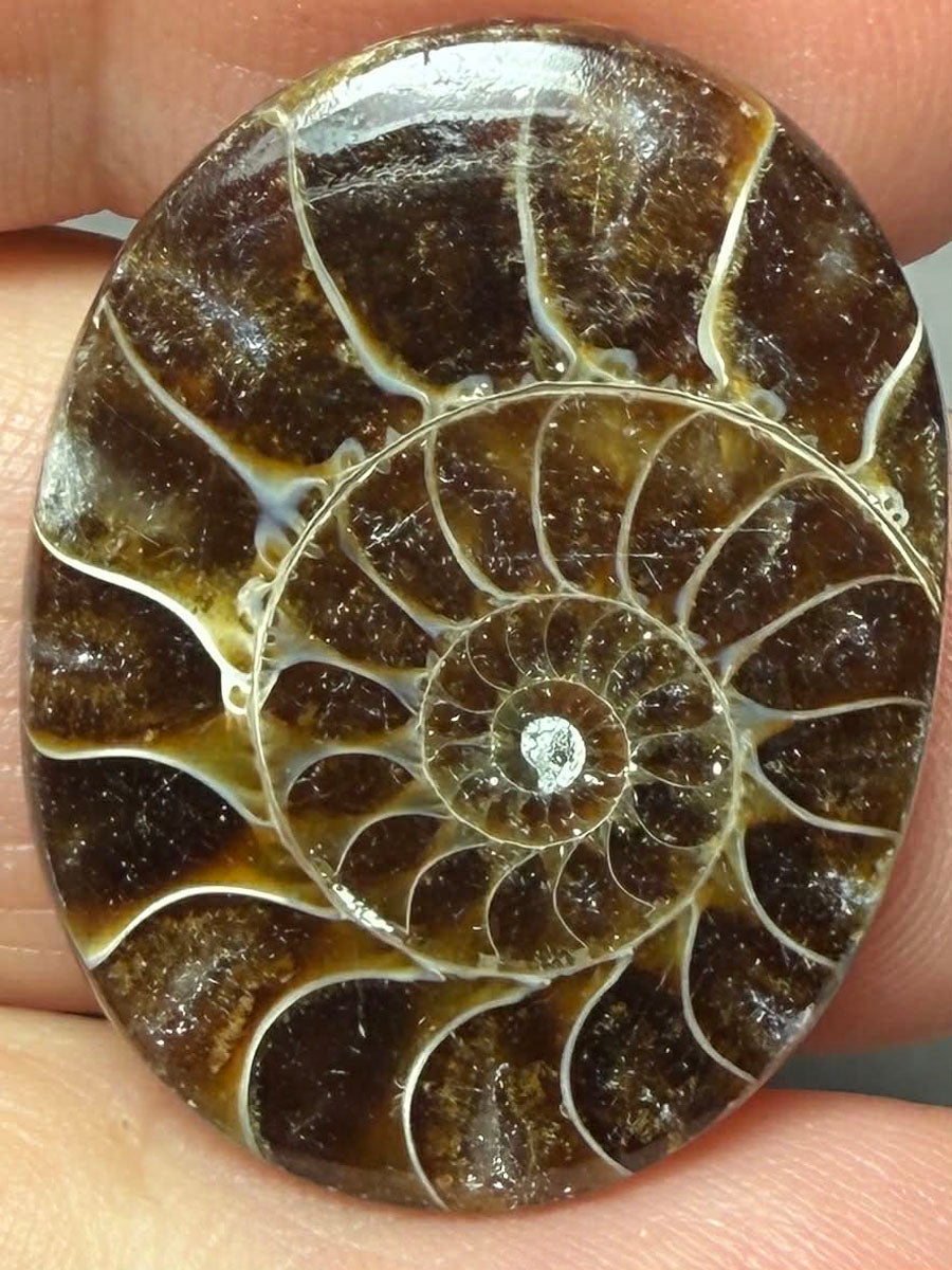 Oval 28x22mm Ammonite Flat Polished Back Cabochon 44