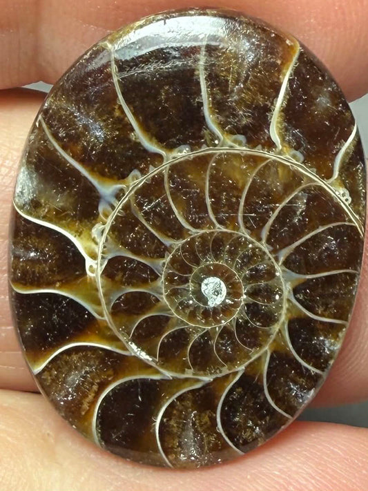 Oval 28x22mm Ammonite Flat Polished Back Cabochon 44