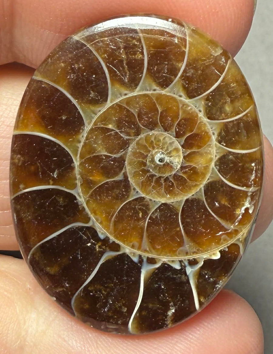 Oval 31x24mm Ammonite Flat Polished Back Cabochon 45