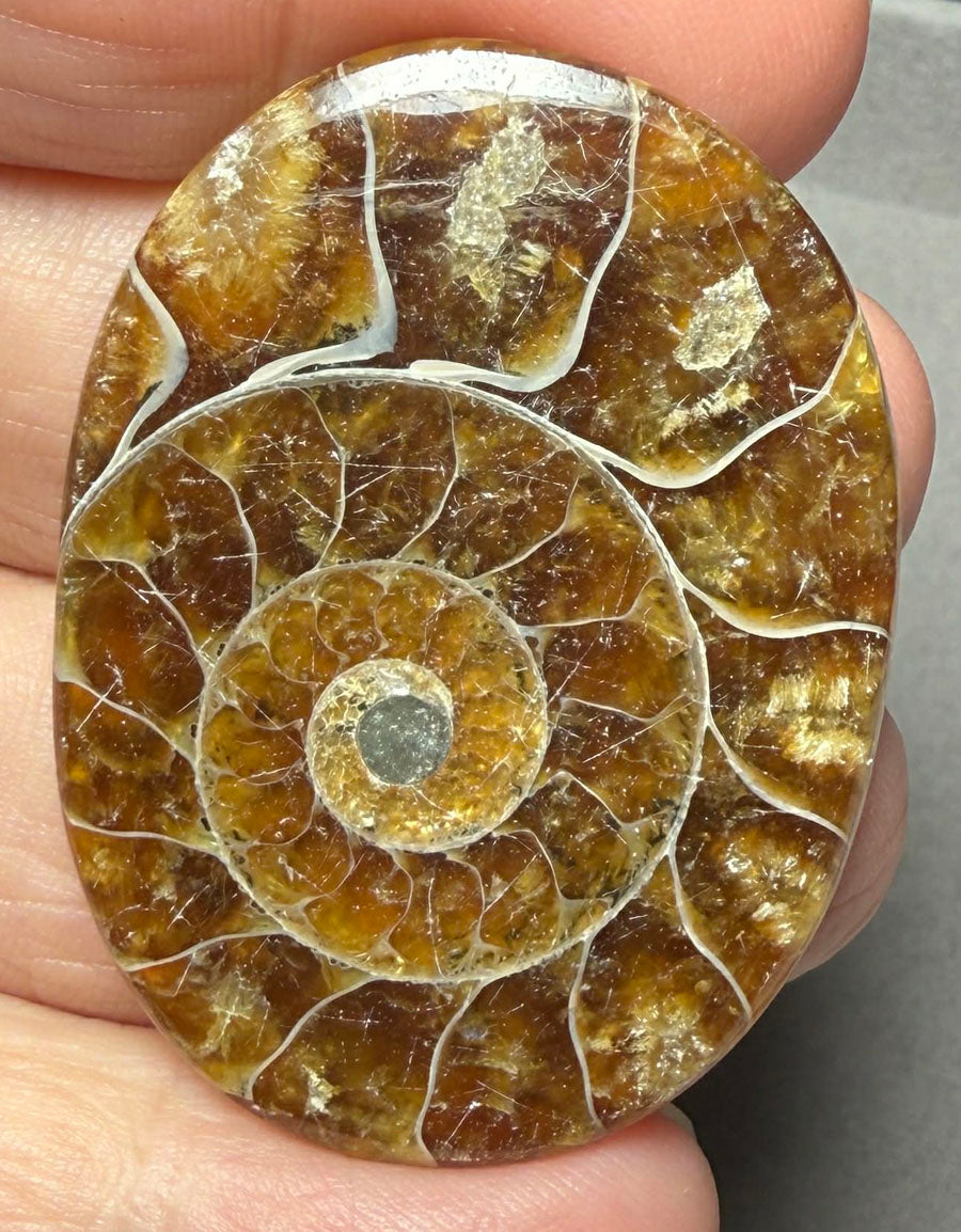 Oval 44x32mm Ammonite Flat Polished Back Cabochon 46