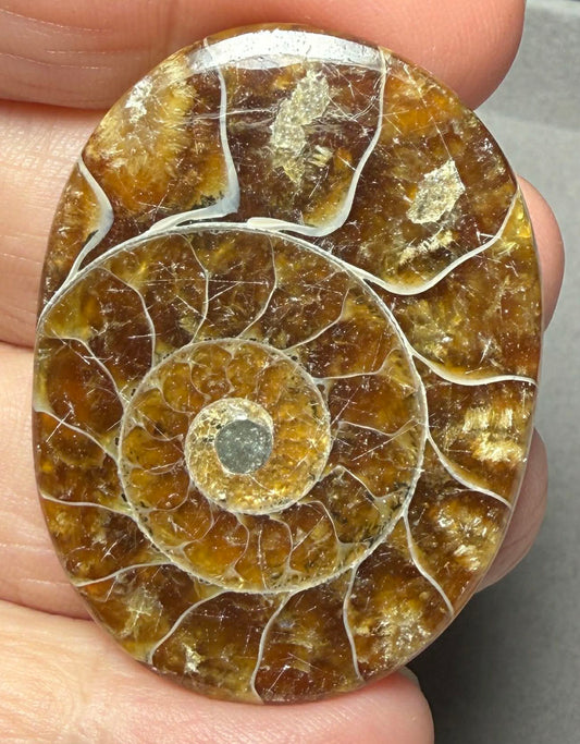 Oval 44x32mm Ammonite Flat Polished Back Cabochon 46