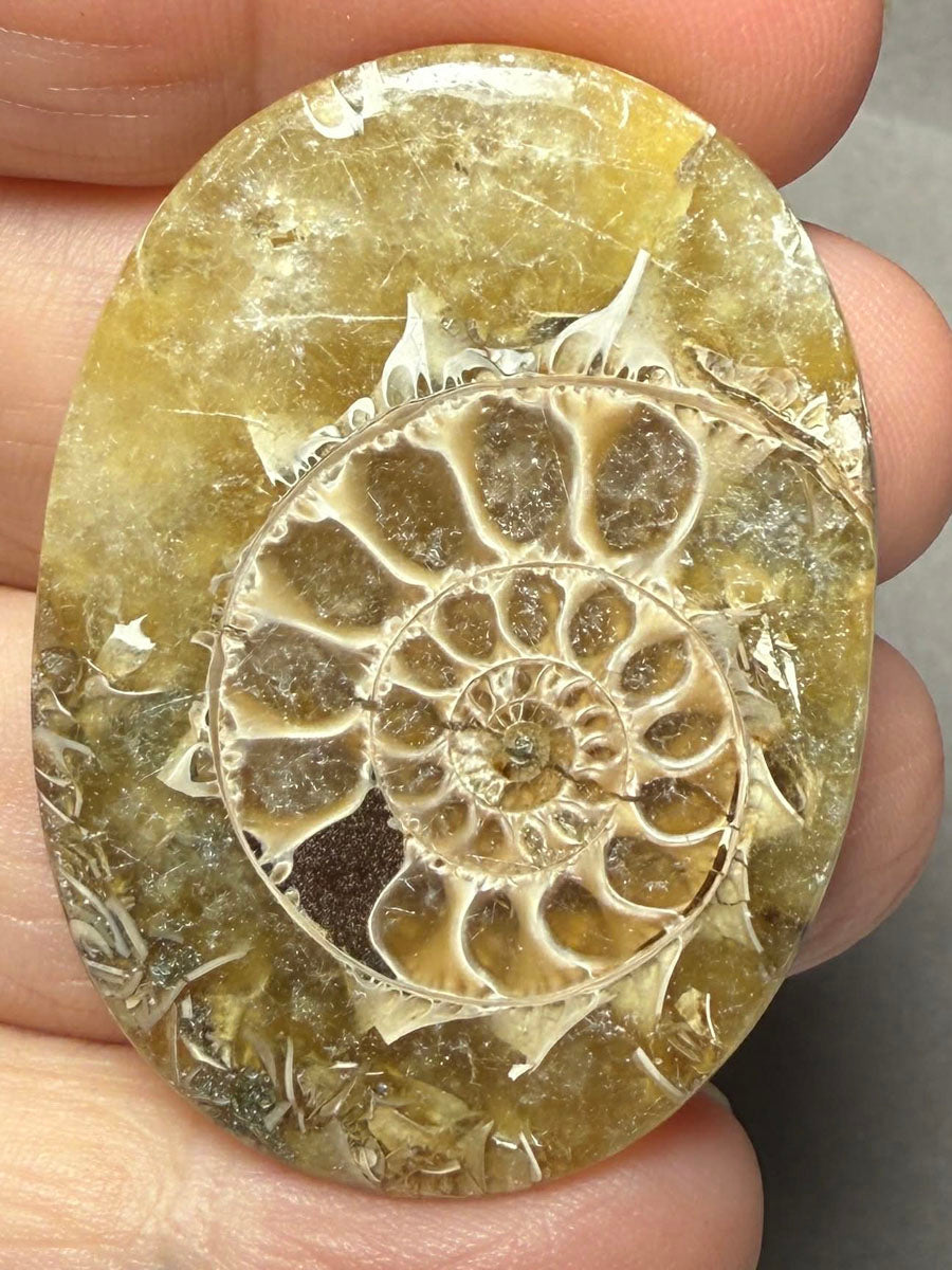Oval 43x31mm Ammonite Flat Polished Back Cabochon 48