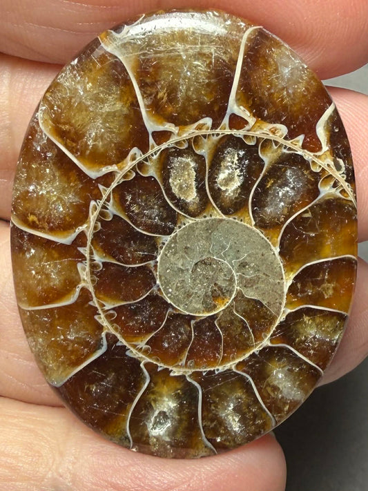 Oval 44x33mm Ammonite Flat Polished Back Cabochon 49