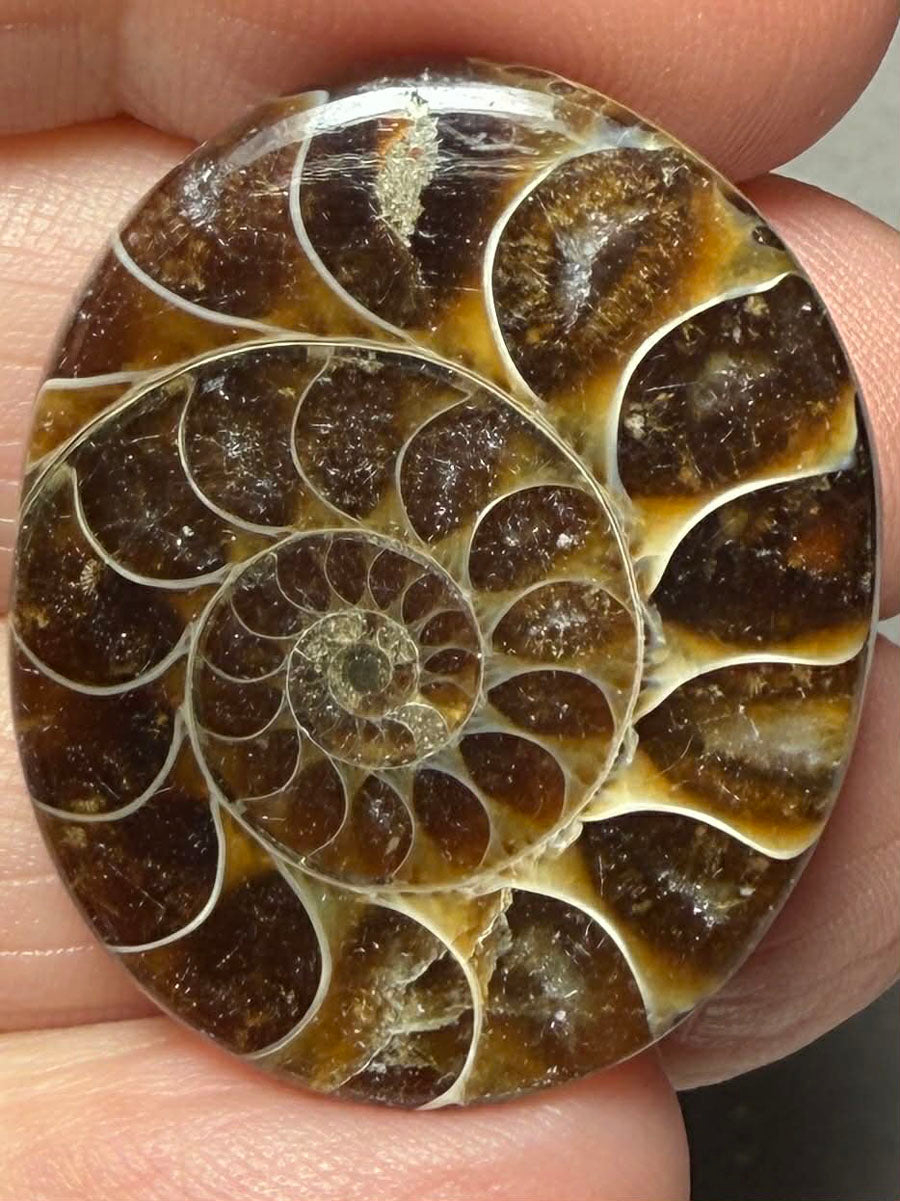 Oval 31x26mm Ammonite Flat Polished Back Cabochon 51