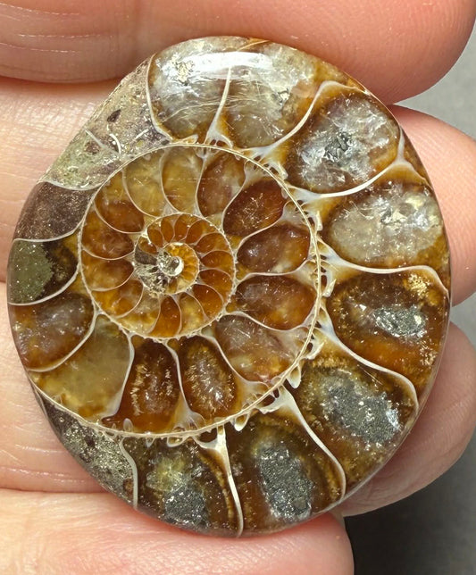 Oval 34x30mm Ammonite Flat Polished Back Cabochon 52