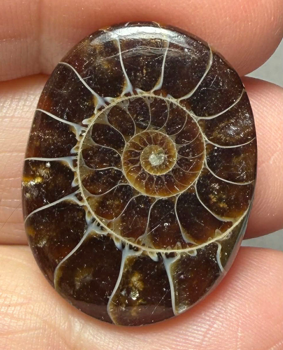 Oval 28x21mm Ammonite Flat Polished Back Cabochon 53