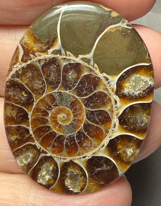Oval 42x32mm Ammonite Flat Polished Back Cabochon 54