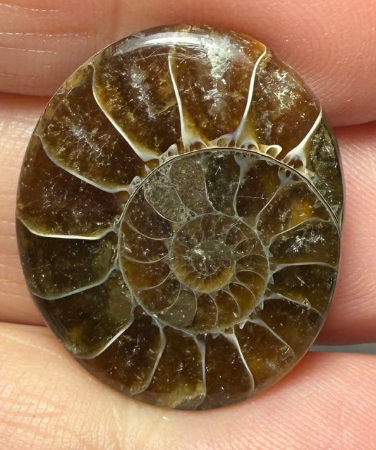 Oval 26x22mm Ammonite Flat Polished Back Cabochon 57