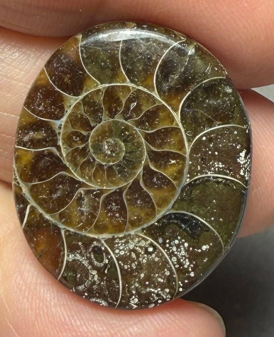 Oval 27x22mm Ammonite Flat Polished Back Cabochon 58