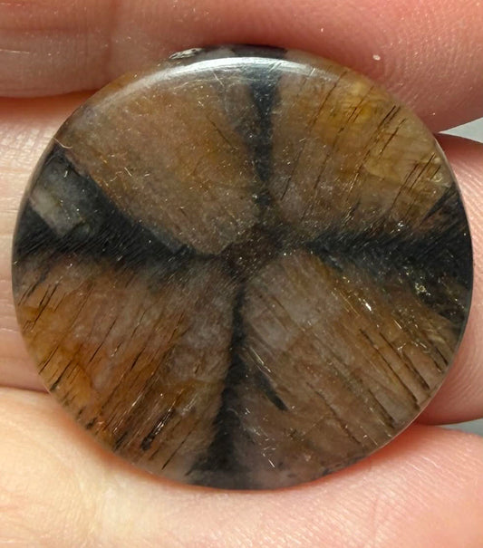 Round 24x24mm Chiastolite Cabochon 16