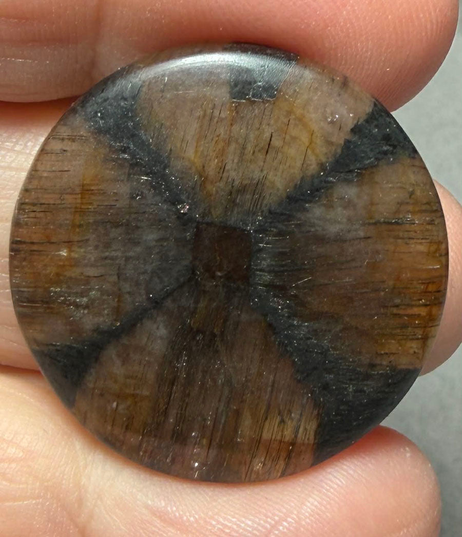 Round 29x29mm Chiastolite Cabochon 42