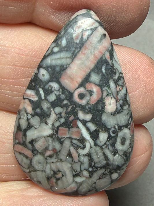 Teardrop 36x23mm Crinoid Fossil Cabochon 20