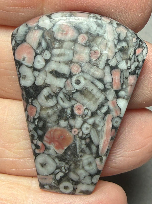 Freeform 40x28mm Crinoid Fossil Cabochon 22