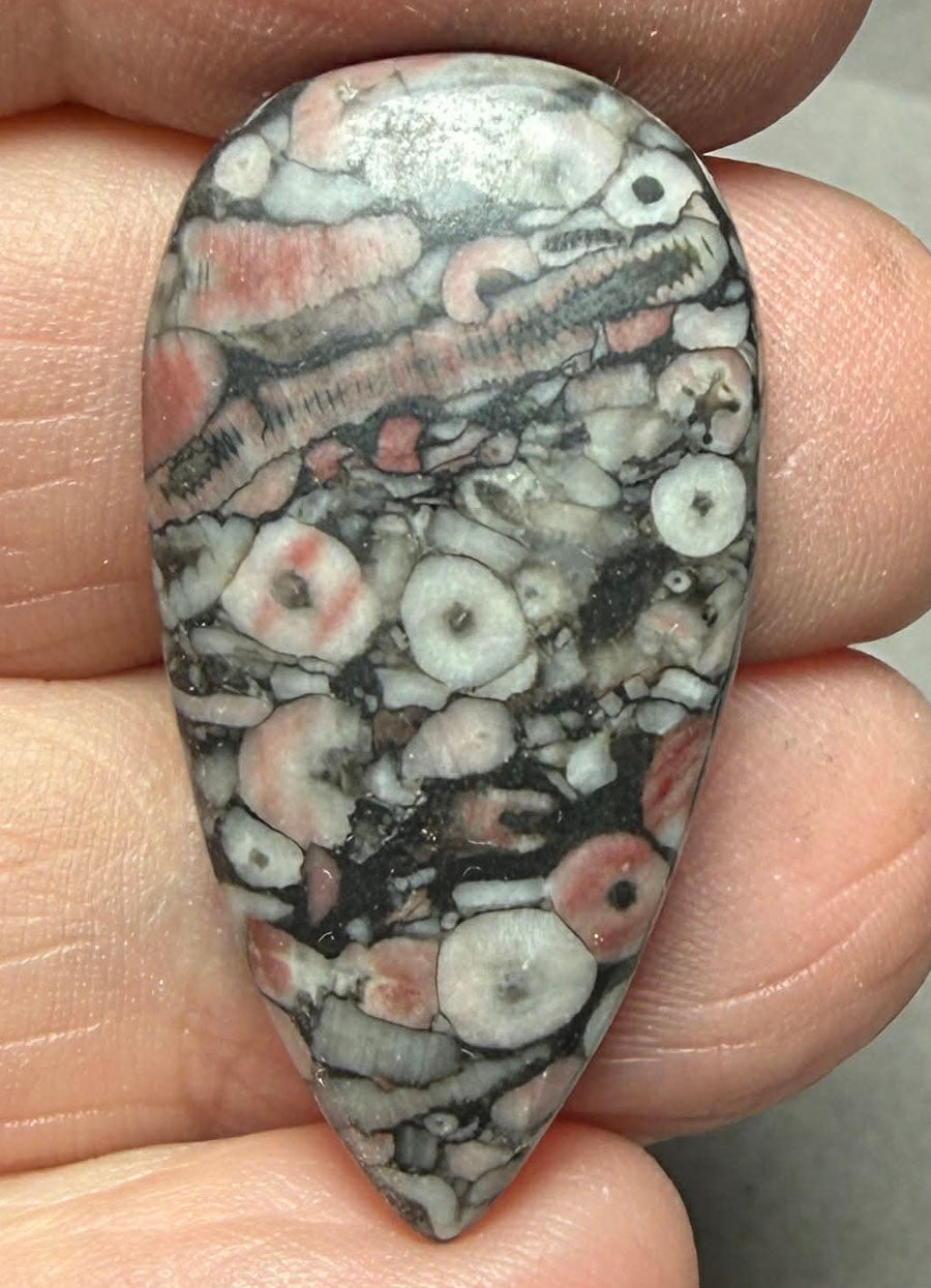 Teardrop 33x17mm Crinoid Fossil Cabochon 24