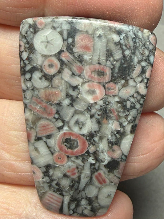 Freeform 41x27mm Crinoid Fossil Cabochon 25