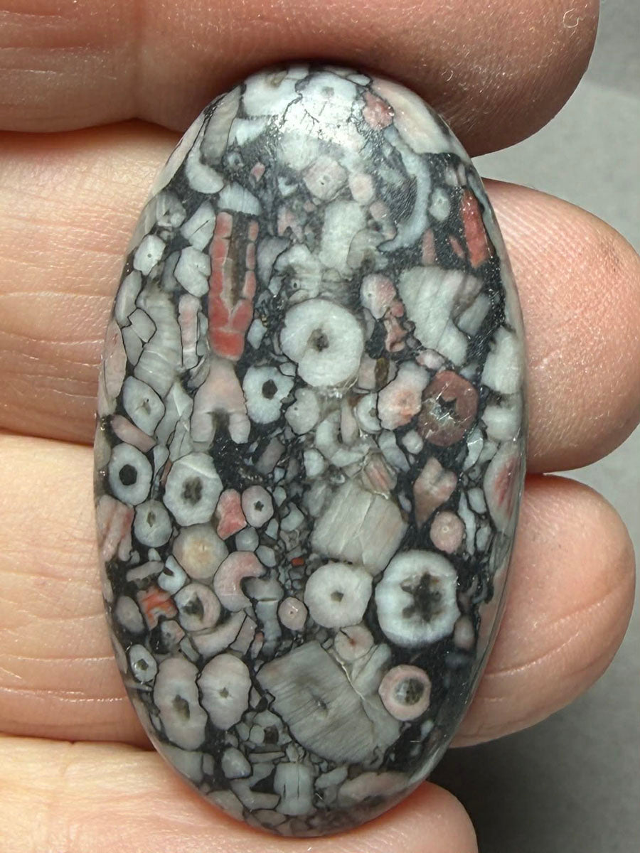 Oval 40x22mm Crinoid Fossil Cabochon 28