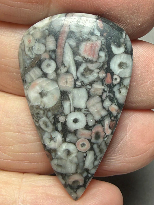 Teardrop 39x23mm Crinoid Fossil Cabochon 30