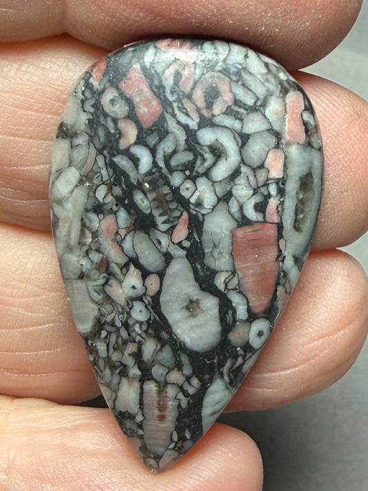 Teardrop 36x22mm Crinoid Fossil Cabochon 31