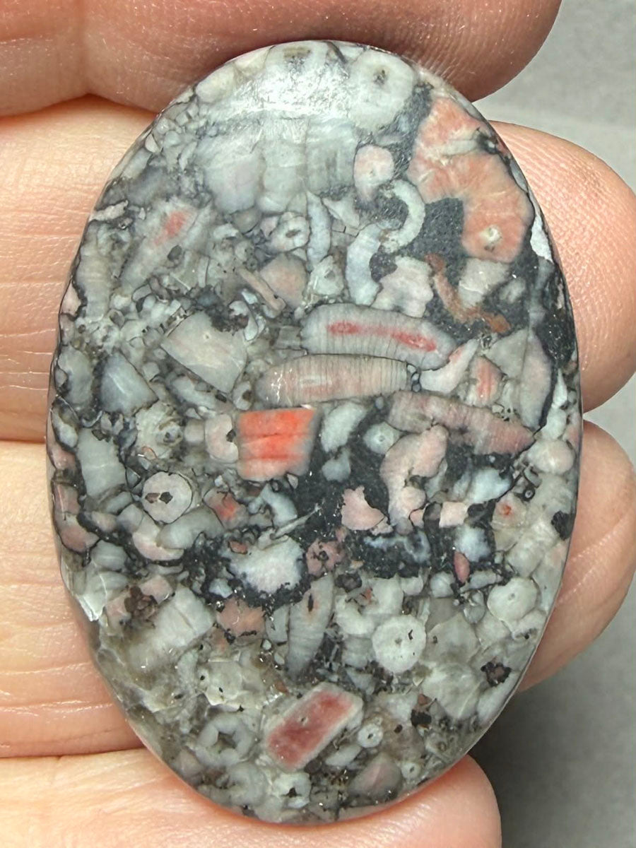 Oval 38x26mm Crinoid Fossil Cabochon 33