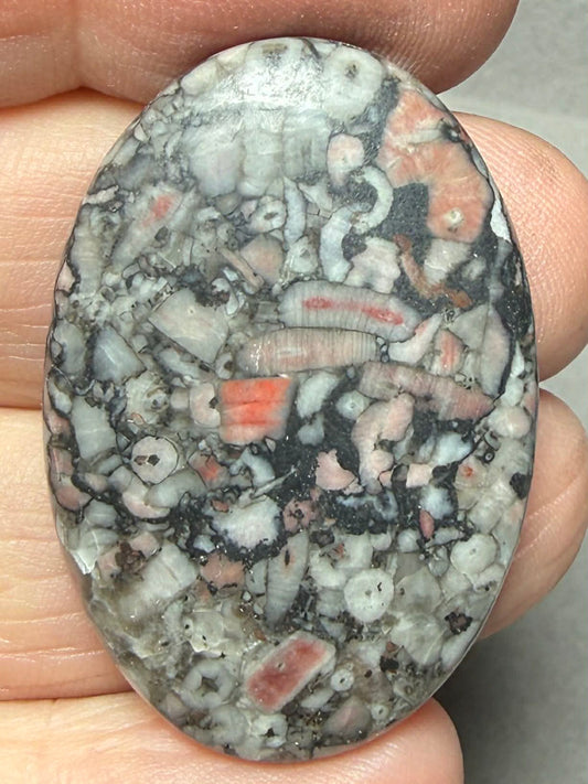 Oval 38x26mm Crinoid Fossil Cabochon 33