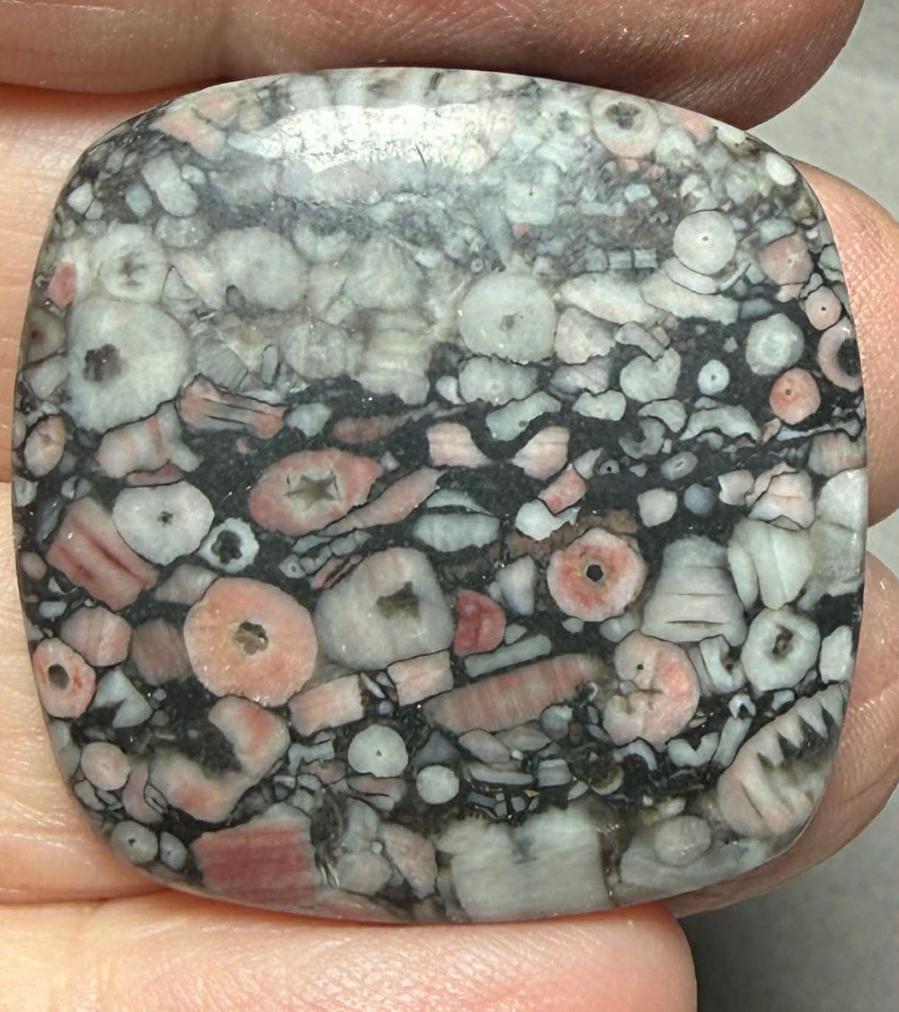 Square 31x31mm Crinoid Fossil Cabochon 35