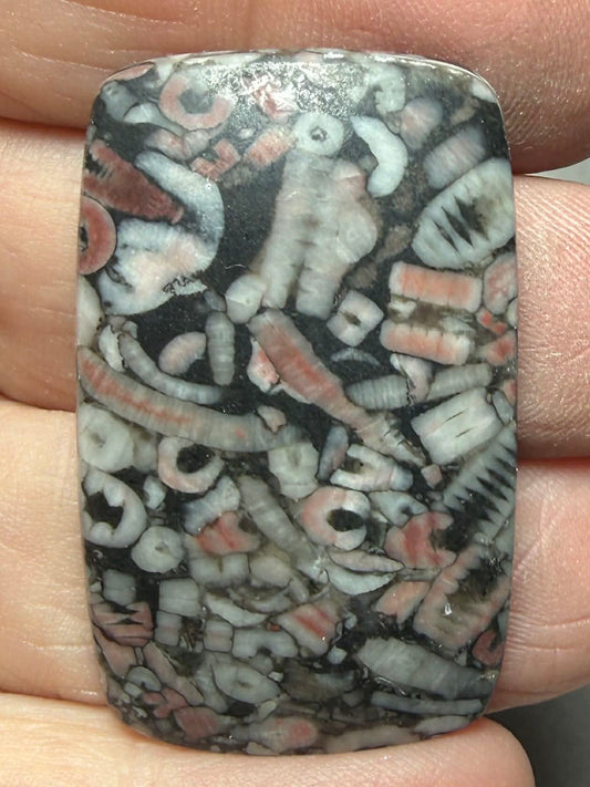 Rectangle 38x24mm Crinoid Fossil Cabochon 37